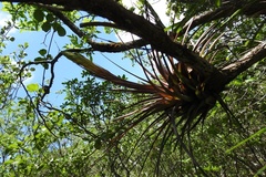 Tillandsia rhomboidea