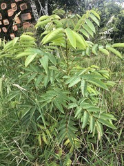 Senna viarum