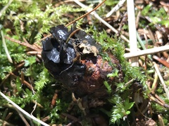 Piceomphale bulgarioides