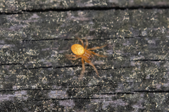 Araneus marmoreus