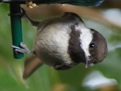 Chestnut-Backed Chickadee photo 6