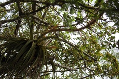 Tillandsia rodrigueziana