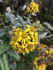 Senecio oerstedianus