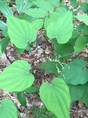Dioscorea quaternata