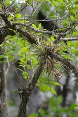 Tillandsia capitata