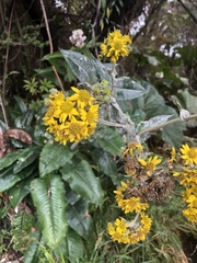 Senecio oerstedianus