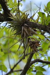 Tillandsia capitata