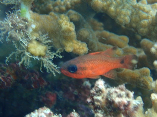 Staartvlek-kardinaalbaars (Apogon dovii) — Apogonidae