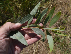 Acacia leptostachya