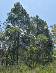 Callitris columellaris