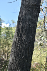 Callitris columellaris