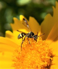 Nomada texana