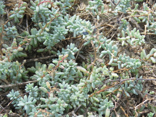 Image of Suaeda conferta by (c) Alexis López Hernández, some rights reserved (CC BY)
