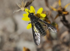 Thevenetimyia affinis