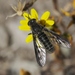 Thevenetimyia affinis - Photo (c) James Bailey, some rights reserved (CC BY-NC), uploaded by James Bailey