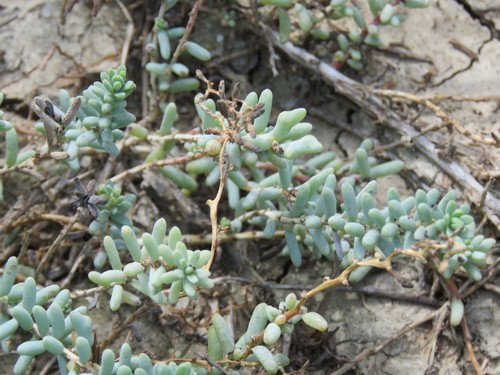 Image of Suaeda conferta by (c) Alexis López Hernández, some rights reserved (CC BY)