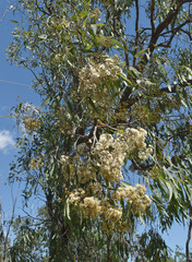 Corymbia clarksoniana