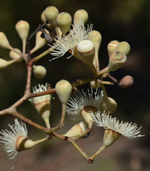 Corymbia clarksoniana