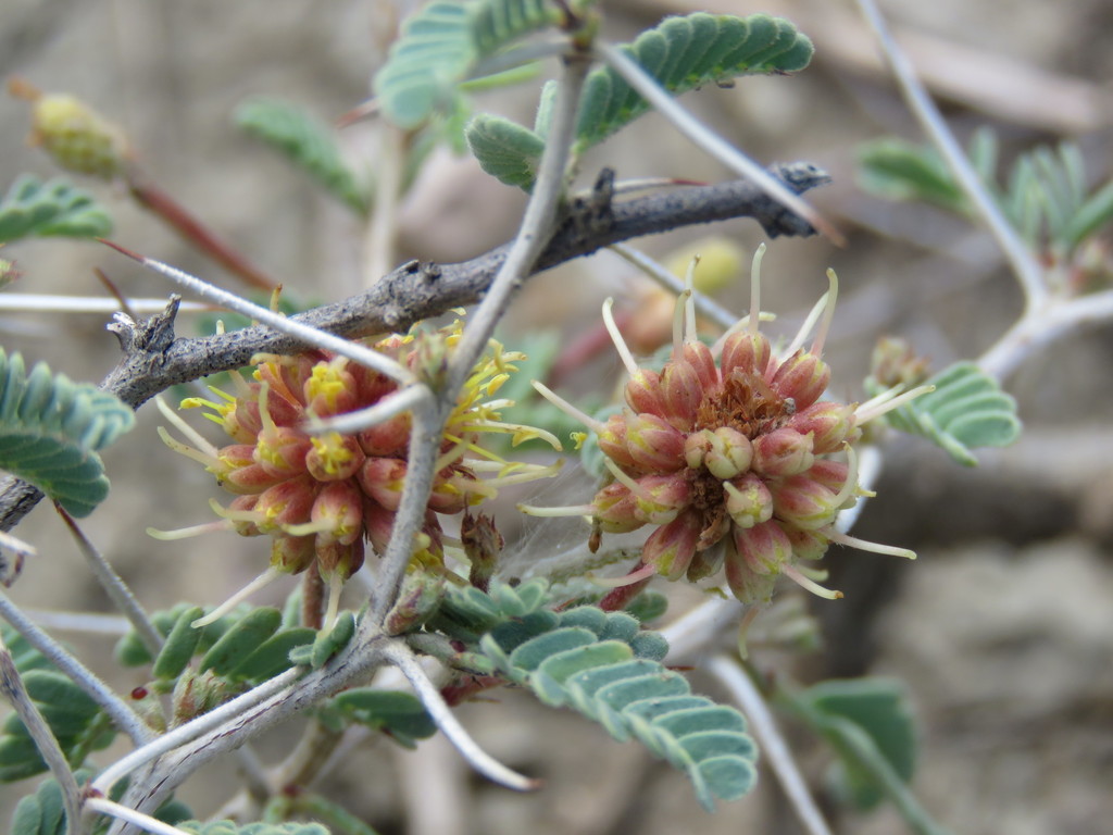 Prosopis cinerascens (A.Gray) Benth. 2