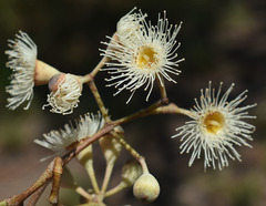 Corymbia clarksoniana