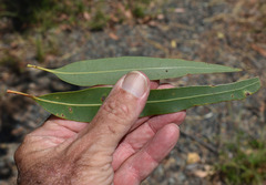 Corymbia clarksoniana