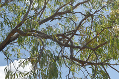 Corymbia clarksoniana