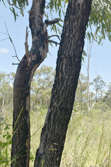 Corymbia clarksoniana