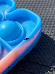 Phyllotreta striolata