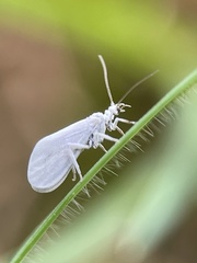 Conwentzia