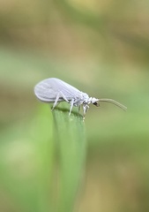 Conwentzia