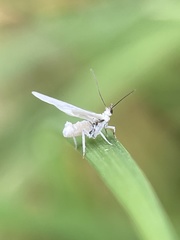 Conwentzia