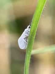Conwentzia