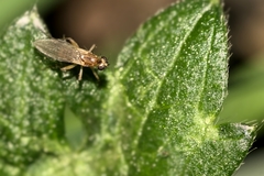 Lonchoptera bifurcata