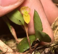 Pleurothallopsis
