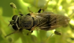Myolepta strigilata
