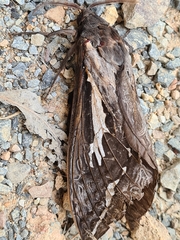 Abantiades atripalpis