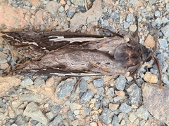 Abantiades atripalpis