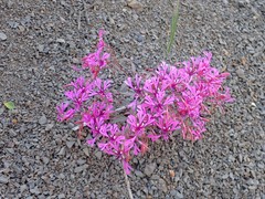 Clarkia concinna concinna