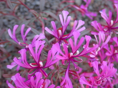 Clarkia concinna concinna