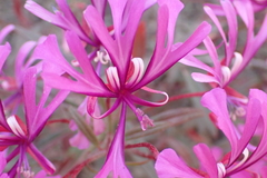 Clarkia concinna concinna