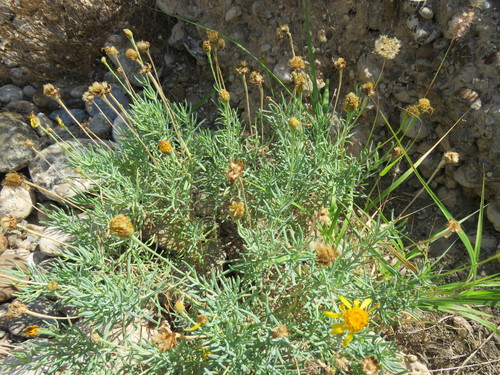 Image of Clappia suaedifolia by (c) Alexis López Hernández, some rights reserved (CC BY)