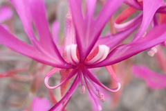 Clarkia concinna concinna