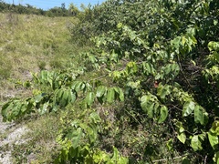 Dalbergia ecastaphyllum