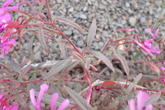 Clarkia concinna concinna