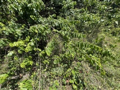 Dalbergia ecastaphyllum