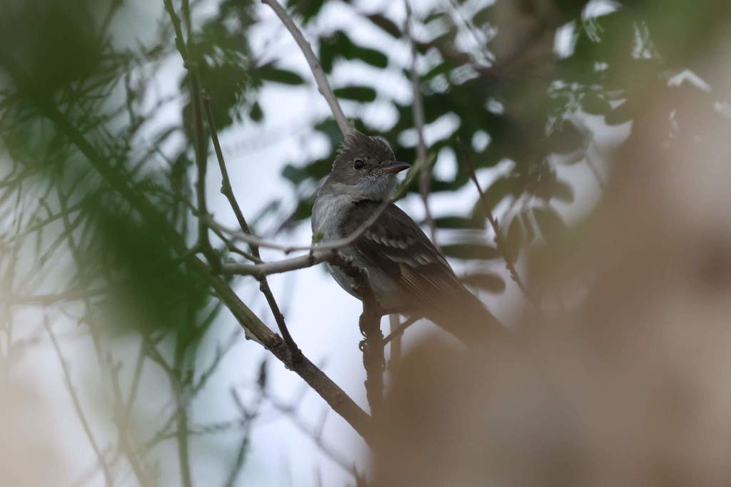 Caribbean Elaenia