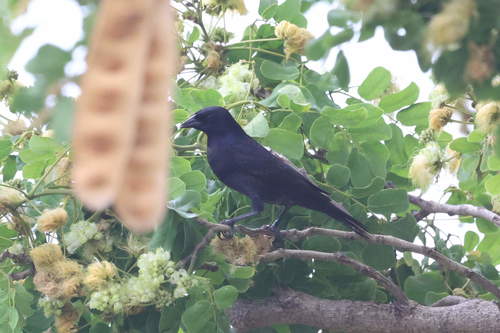 Shiny Cowbird