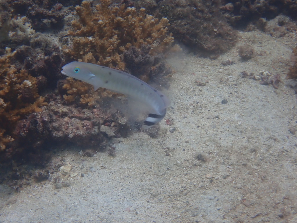 Quakerfish