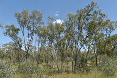Eucalyptus persistens