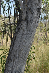 Eucalyptus persistens